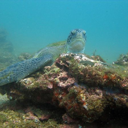 Апартаменты Apto Praia De Mariscal E Canto Grande Bombinhas Sc - Canela Flats 02 Экстерьер фото